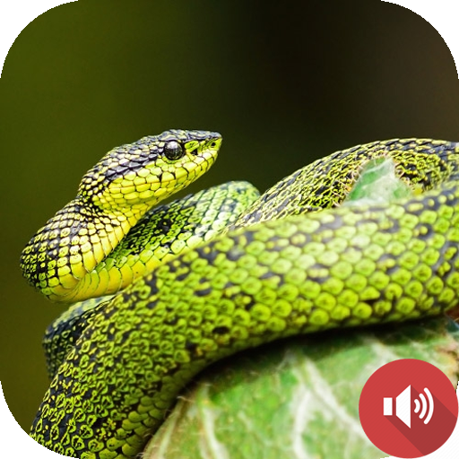 Snake Sounds logo