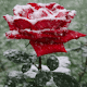 Icy Red Rose Live Wallpaper Windowsでダウンロード