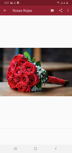Download Rosas Rojas Y Flores Hermosas Free For Android - Rosas Rojas Y  Flores Hermosas Apk Download - Steprimo.Com