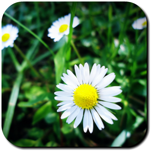 Daisy Wallpapers 1.0 Icon