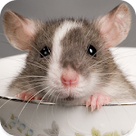 Cover Image of Télécharger Mouse and Rat Sounds 1.6 APK