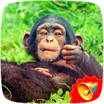Cover Image of Download Monkey Sounds  APK
