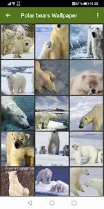 Polar bear Wallpapers