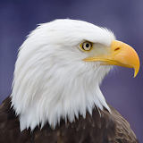 Flying Bird Eagle Simulator 3D icon
