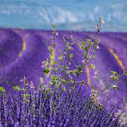 Lavender: HD Flower Wallpapers and Backgrounds