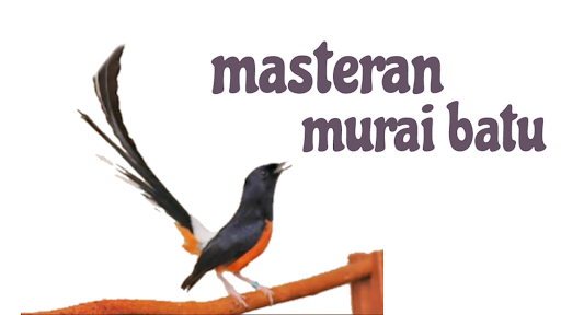 Masteran Murai Batu