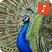 Peafowl Bird Sounds