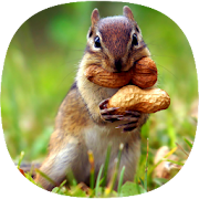 Top 20 Personalization Apps Like Squirrel Sounds - Best Alternatives