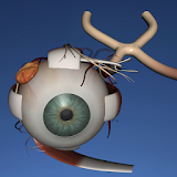 EON 3D Human Eye icon