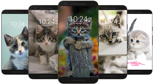 子猫とかわいい猫の壁紙hd By Premium Dev Google Play Japan Searchman App Data Information