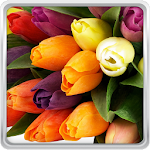 Cover Image of डाउनलोड Colorful Tulips Live Wallpaper 22.0 APK
