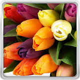 Colorful Tulips Live Wallpaper icon