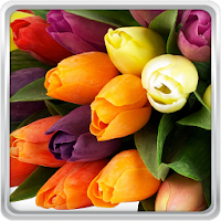 Красочные Тюльпаны Живые Обои