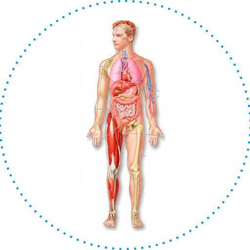 Baixar Anatomía