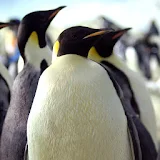 PenguinsWorld wallpaper01 icon
