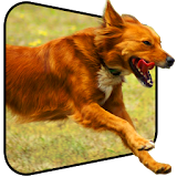Funny Dogs Live Wallpaper icon