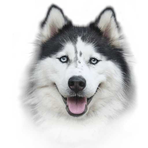 Dog calculator logo
