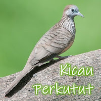 Kicau Burung Perkutut Offline