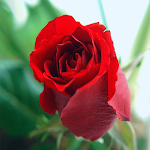 Cover Image of Tải xuống ImágenesDeRosasYFlores 1.2 APK
