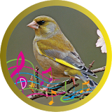 Greenfinch Bird Song icon