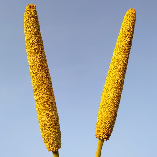 Millets: story of super crops 1.0 Icon