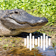 Alligator & Croc Hunting Calls