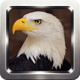 Eagle and Hawk Sounds icon
