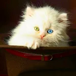 Cover Image of Baixar Cute Cat Wallpaper HD  APK