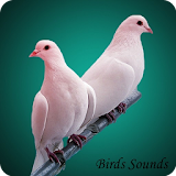 80 Birds Sounds and ringtone icon