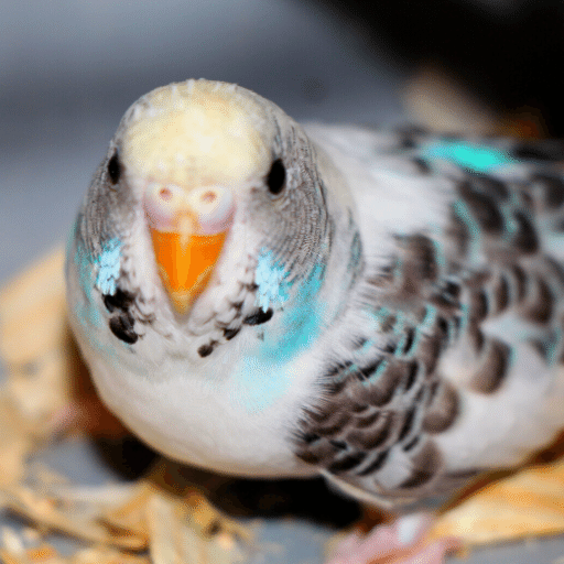 Parakeet Sounds - AppWisp.com
