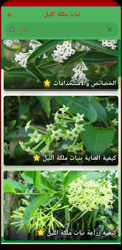 نبات ملكة الليل