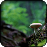 Mushroom Wallpapers icon