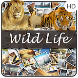 WildLife HD WallPaper Photo icon