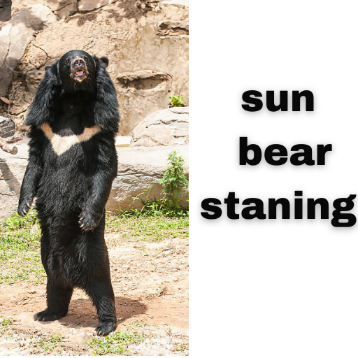 sun bear