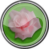 Roses live photo frame free icon