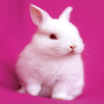 Cover Image of Tải xuống Cute Rabbit Best HD Wallpaper 1.1 APK