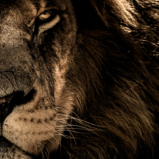 lion face wallpaper logo