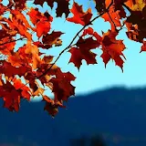 Beautiful colors of autumn icon