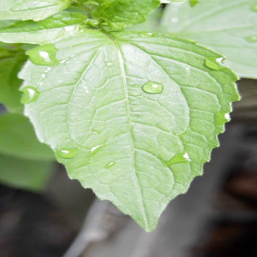 Leaf Live Wallpaper logo