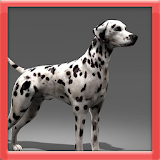 Dalmatian 3D Simulator icon