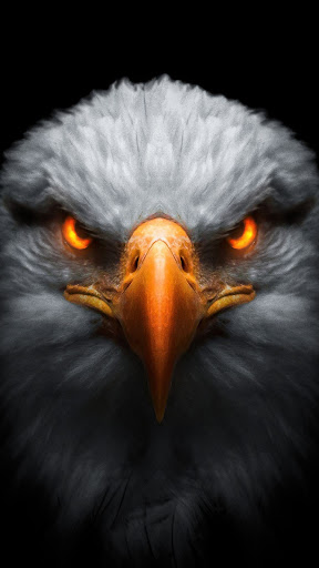 Eagle Wallpapers Screen 2