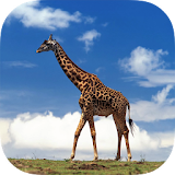 Giraffe HD Backgrounds icon