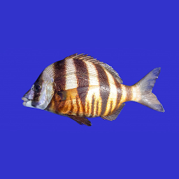 Marine Fish Guide հավելվածի պատկերակի նկար