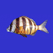 Marine Fish Guide - Androidアプリ