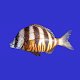 Marine Fish Guide تنزيل على نظام Windows