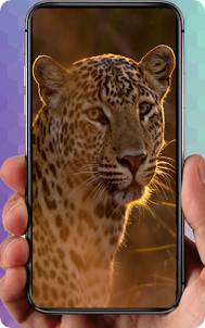Leopard Wallpaper HD
