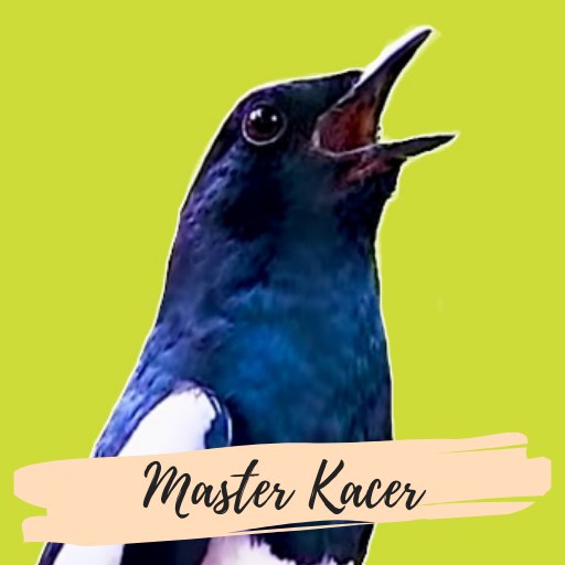 Suara Burung Kacer Betina