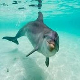 Icon image Dolphin Sound