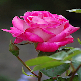 Nature Pink Rose LWP icon