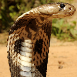 King Cobra Snake LWP icon